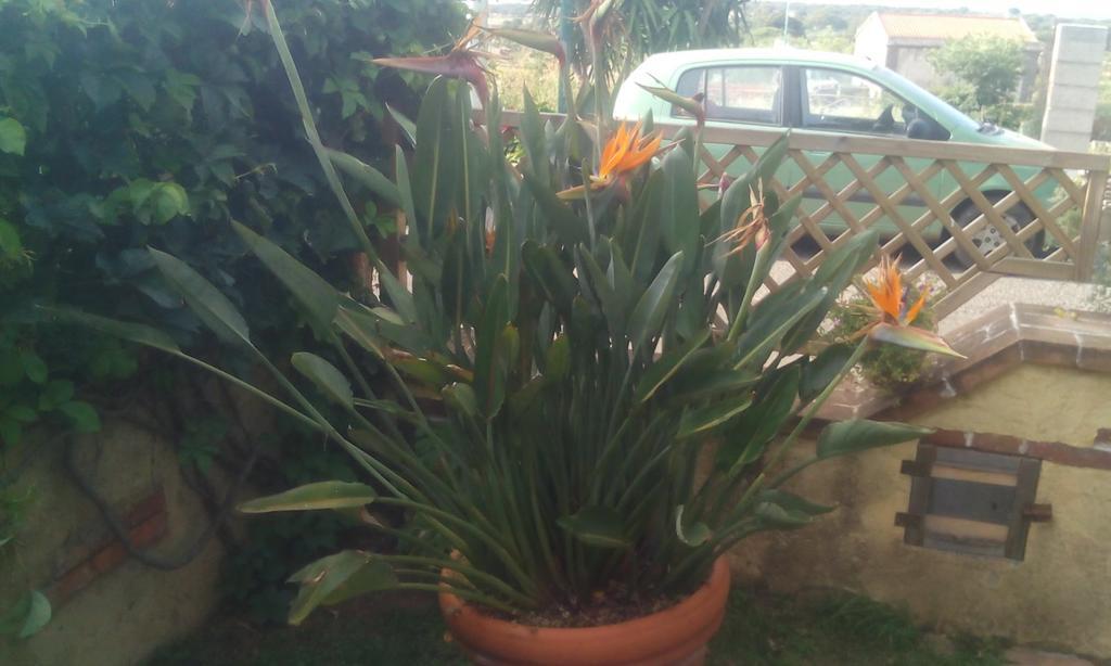 Il Tarlo Bed and Breakfast Seneghe Buitenkant foto